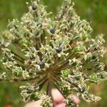 Allium cyrilli Kukka