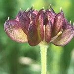 Anemonastrum narcissiflorum Fruit