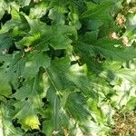 Acanthus spinosus पत्ता