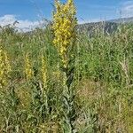 Verbascum lychnitisBlad