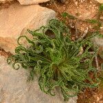 Campanula speciosa Blatt