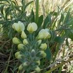 Baptisia nuttalliana Цвят