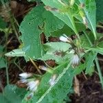 Senecio ovatus Fruit