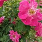 Rosa cinnamomea Floare