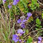 Veronica glandulosa Folha