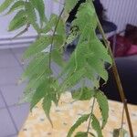 Sorbaria sorbifoliaبرگ