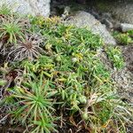 Spergularia rupicola Blad