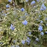 Cynoglossum amabileBleunienn