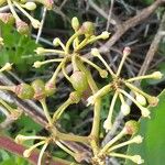 Cissus rotundifolia Vaisius