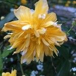 Kerria japonica Blomma