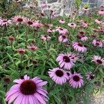 Echinacea angustifoliaFlor