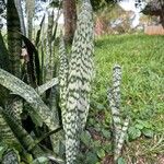 Dracaena hyacinthoides Blad