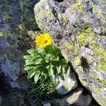 Doronicum grandiflorum Habitus