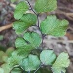 Adiantum capillus-veneris 葉