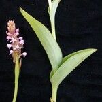 Satyrium nepalense Habit