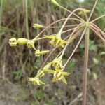 Asclepias amplexicaulis 花