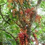 Ficus hurlimannii Fruit