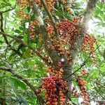 Ficus hurlimannii Fruto