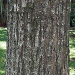 Cedrela odorata Rinde