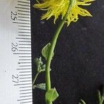 Neptunia oleracea その他の提案