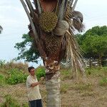Attalea maripa Casca