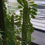 Euphorbia trigona Fulla