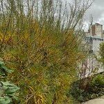 Salix rosmarinifolia ᱥᱟᱠᱟᱢ