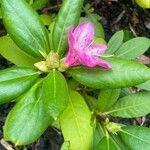 Rhododendron ponticum Habit