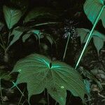 Tacca palmatifida Leaf