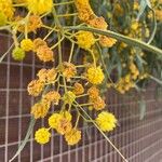 Acacia pycnanthaFlower