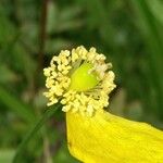 Papaver cambricum Blüte