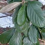 Cotoneaster coriaceus Foglia