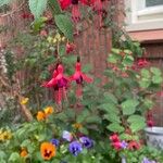 Fuchsia magellanicaFlower