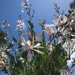 Bejaria racemosa 葉