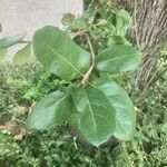 Quercus fusiformis Hoja