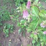 Campanula punctata Flower