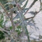 Cirsium vulgare Cvet