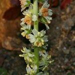 Reseda barrelieri Flor