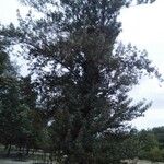 Quercus ilexഇല