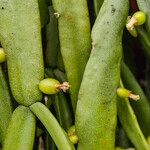 Rhipsalis micrantha Fruit