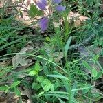 Polygala comosa Leaf