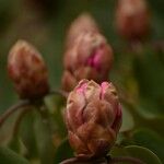 Rhododendron oreodoxa Other