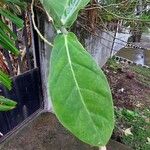 Calotropis gigantea Hoja
