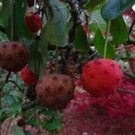 Cornus kousa Frucht