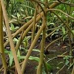 Rhizophora mangle ശീലം