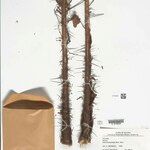 Bactris acanthocarpoides Cortiza