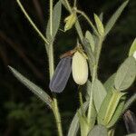 Crotalaria sagittalis Froito