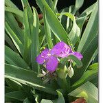 Tradescantia gigantea 花