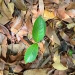 Ficus montana Leaf