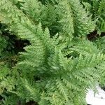 Polypodium interjectum Blad